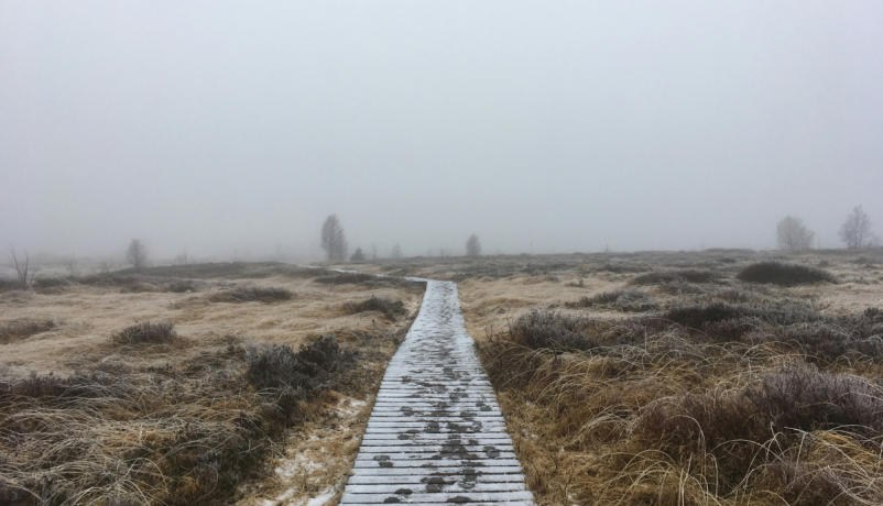 Ein schmaler Holzsteg führt durch eine neblige, offene Landschaft – als Symbol für Orientierung und Entscheidungen in unklaren Situationen.“