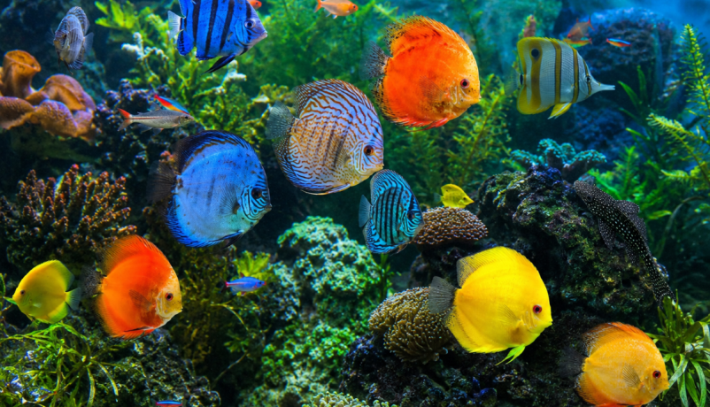 Bunte tropische Fische in einer unterseeischen Rifflandschaft