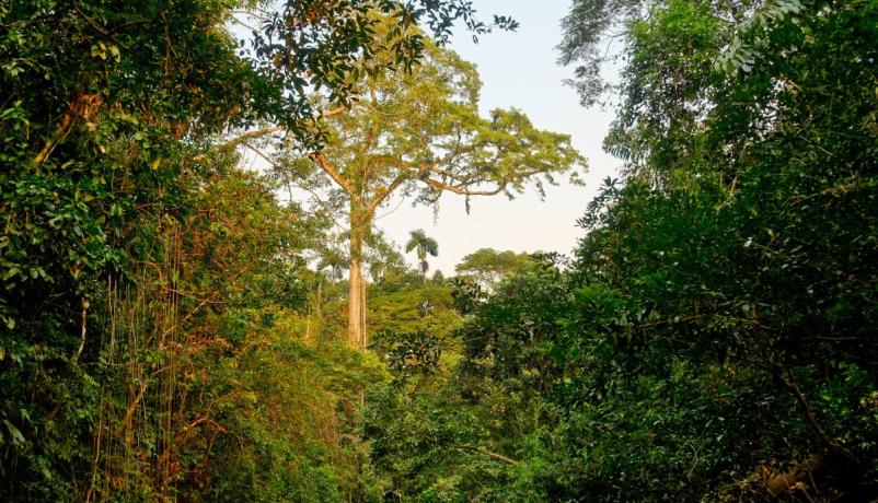 Regenwald mit Überhälter (Kapok-Baum), Cuyabeno Wildtier-Reservat, Ecuador