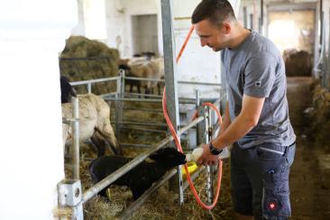 Lämmchen füttern: Zu den Aufgaben der Praktikanten gehörte auch das Füttern der Jungtiere.