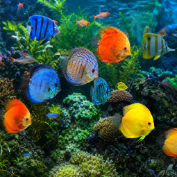 Bunte tropische Fische in einer unterseeischen Rifflandschaft