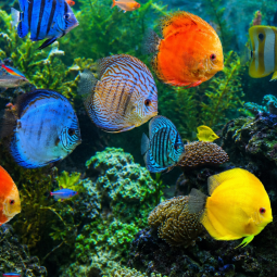 KI-generierte Illustration: Bunte tropische Fische in einer unterseeischen Rifflandschaft