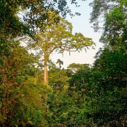 Regenwald mit Überhälter (Kapok-Baum), Cuyabeno Wildtier-Reservat, Ecuador
